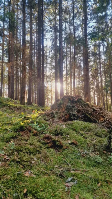Okolí tábořiště, 2022, tábořiště v Hradčanech u Mimoně, oddíl Surikaty Líbeznice