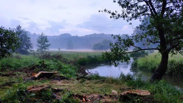 Mlha, 2019, tábořiště v Hradčanech u Mimoně, oddíl Surikaty Líbeznice